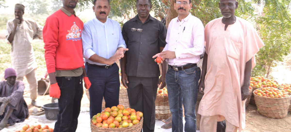 Olam Nigeria’s Pilot Farming Project To Boost Nigeria’s Tomato Value Chain