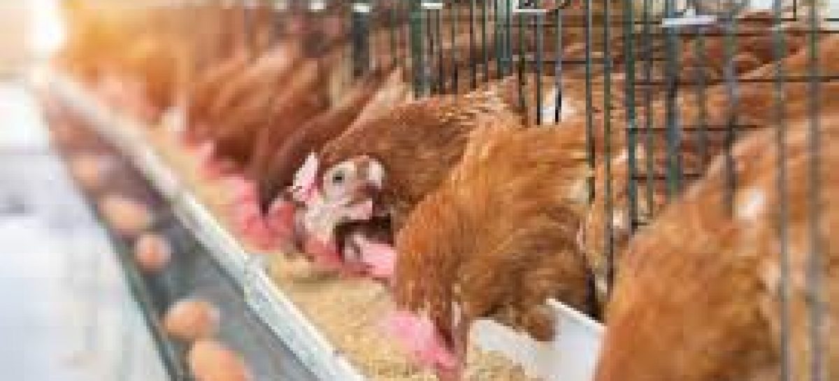 Poultry Farmers Decry Scarcity, Cost Of Maize