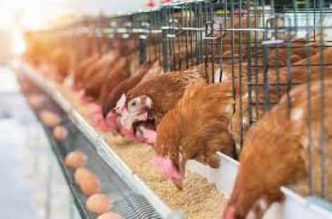 Poultry Farmers Decry Scarcity, Cost Of Maize