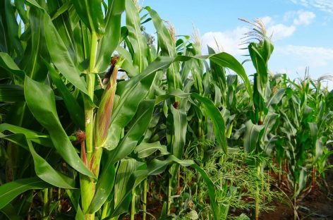 CBN Maize Import Ban Ill-timed, May Cripple Poultry Sector – University Don