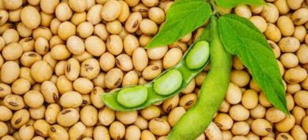 Tackle Malnutrition by Adding Soybeans to Staples – Nutrition Experts  ﻿
