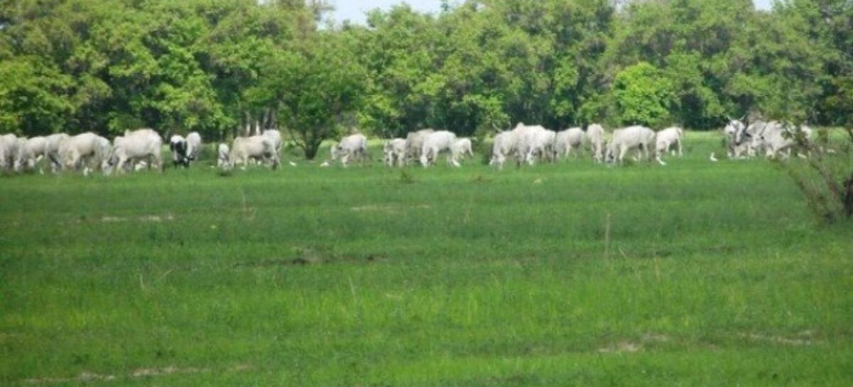 Sanwo-Olu bans open grazing in Lagos, signs bill into law