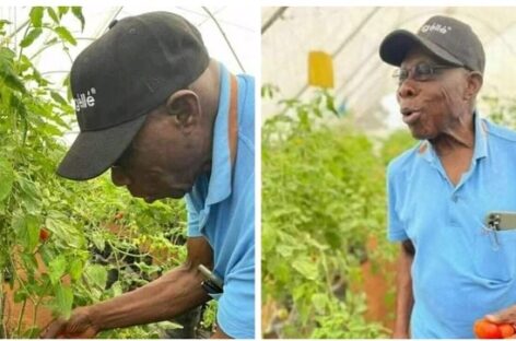 Former President, Olusegun Obasanjo Spotted Harvesting Crops In His Farm