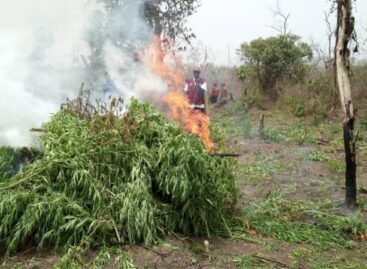 NDLEA destroys 255 hectares of cannabis farms, arrests 13 in Ondo