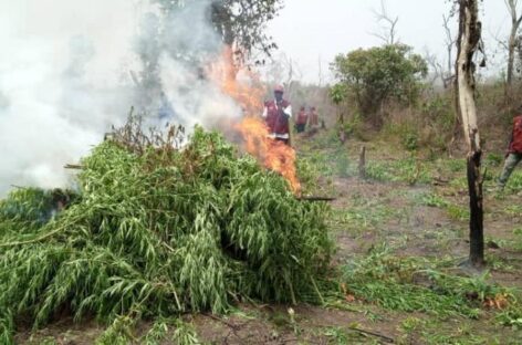 NDLEA destroys 255 hectares of cannabis farms, arrests 13 in Ondo