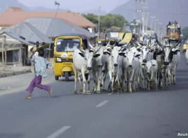 Cows Prowling On FCT Roads, A Litmus Test for Wike